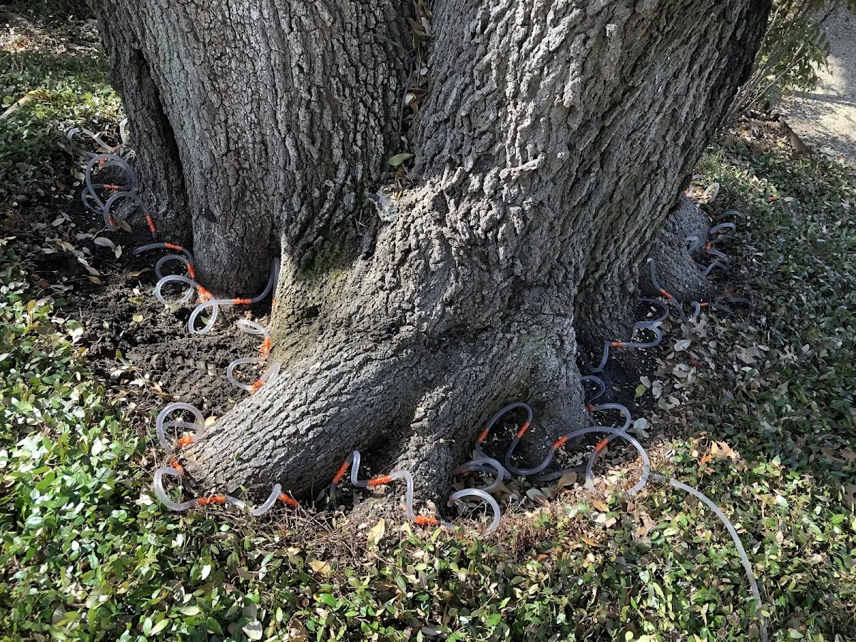 Detailed Tree Cabling and Bracing job site in Stottville