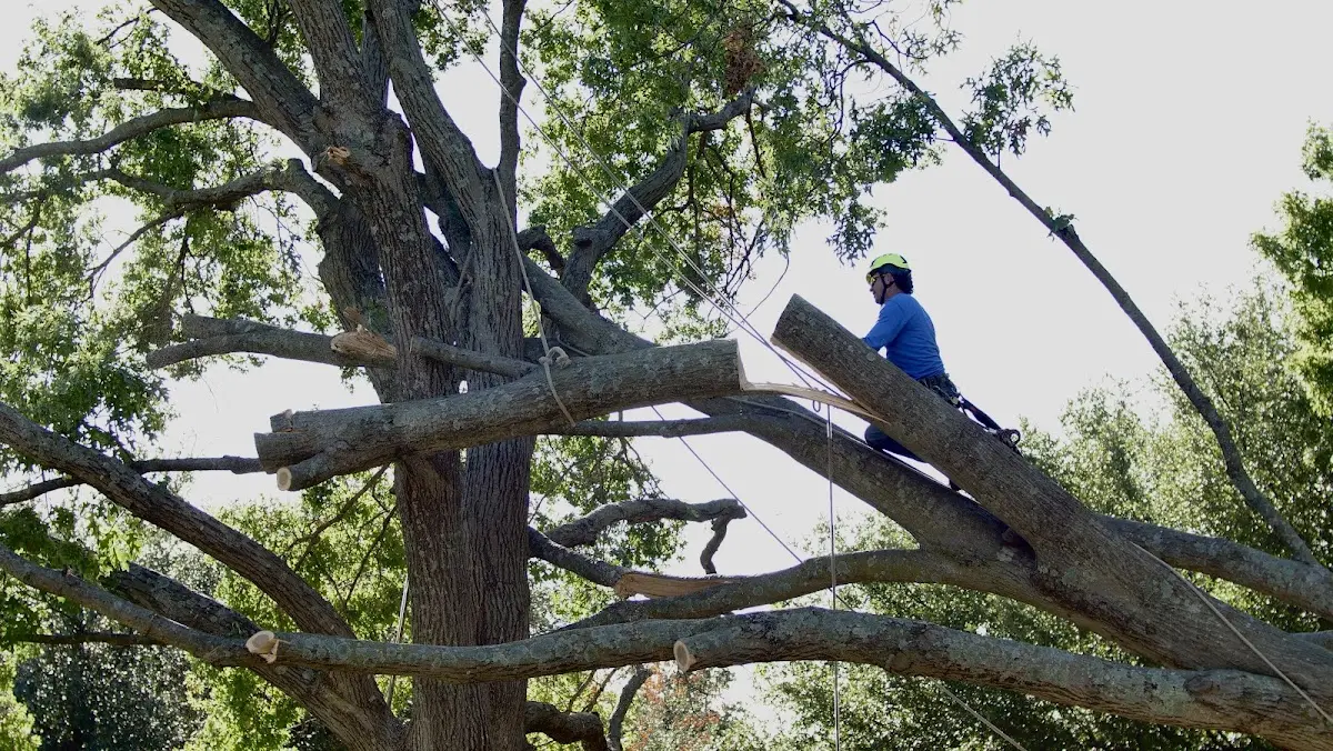 Professional Hazardous Tree Removal performed by certified arborists in Stottville